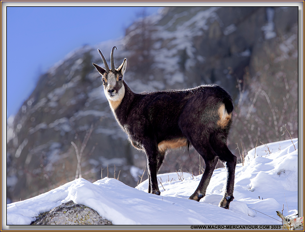 Chamois